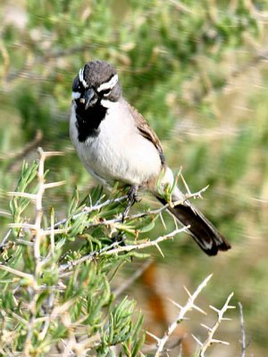 Black-throated Sparrow