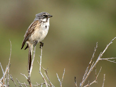 Sage Sparrow