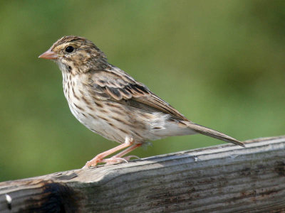 Savannah Sparrow