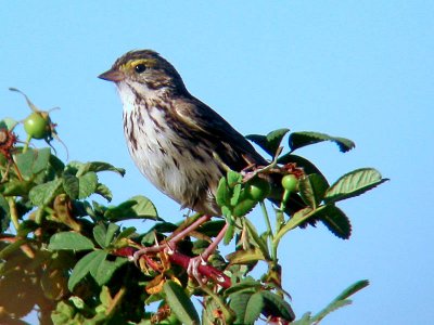 Savannah Sparrow