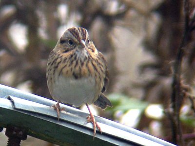 Lincoln's Sparrow