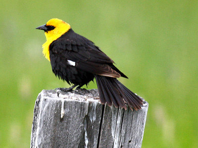 Yellow-headed Blackbird