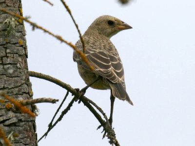 Brown-headed Cowbird