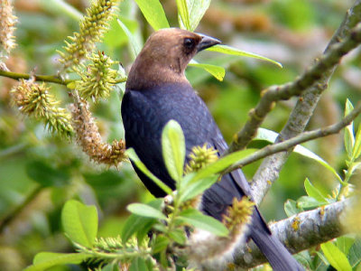 Brown-headed Cowbird