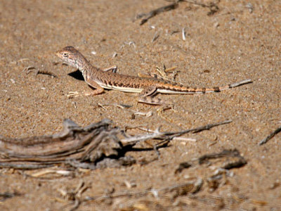 IMG_3707_lizard.jpg