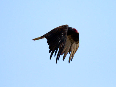 IMG_3825_turkey_vulture.jpg