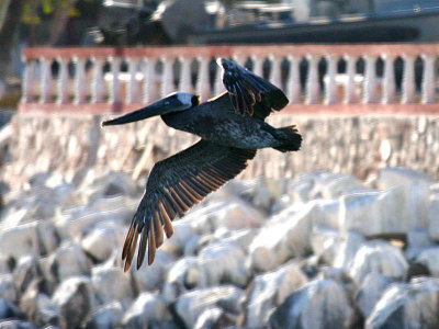 IMG_3869_brown_pelican.jpg