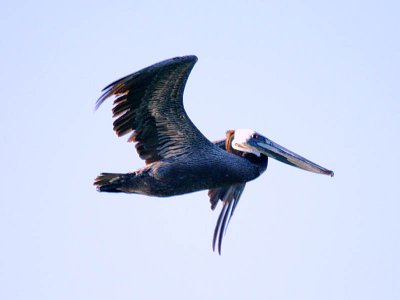 IMG_3892_brown_pelican.jpg