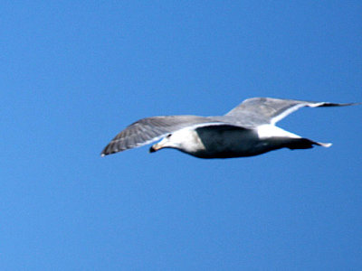 Probable Herring x Glaucous-winged Gull