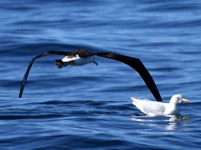 Laysan Albatross