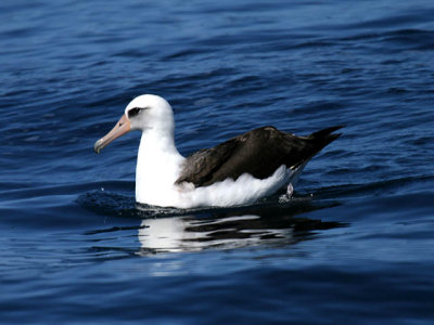 Laysan Albatross