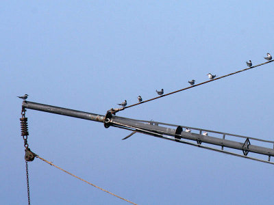 Arctic Terns in the rigging
