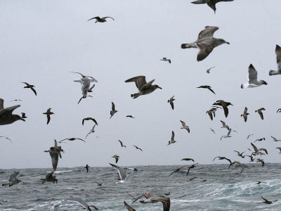 Twenty Albatrosses