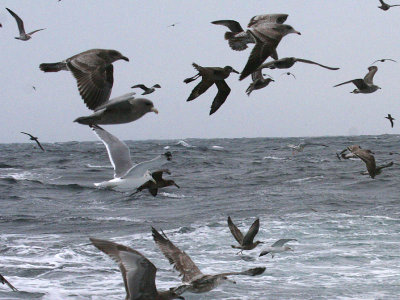 Seabirds galore!