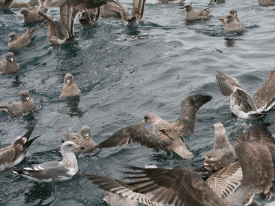 Northern Fulmars swarm behind our boat