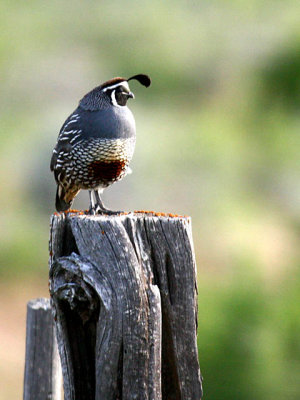 IMG_4349_california_quail.jpg