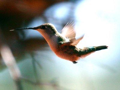 IMG_4395_black_chinned_hummingbird.jpg