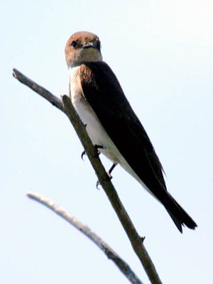 IMG_4496_northern_rough_winged_swallow.jpg