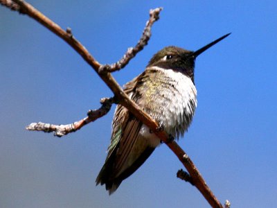 IMG_4745_black_chinned_hummingbird.jpg