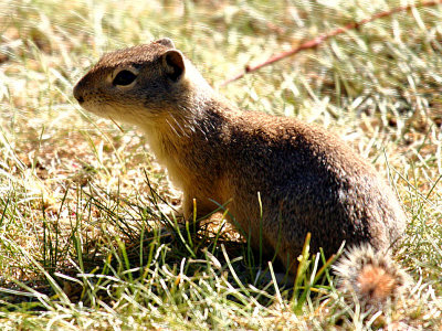 IMG_4789_ground_squirrel.jpg
