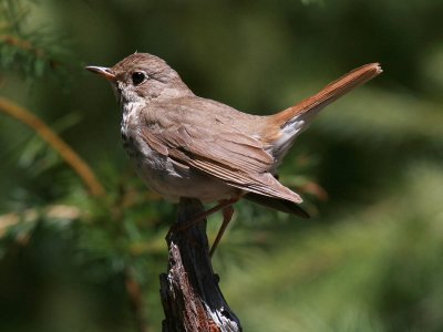 Hermit Thrush