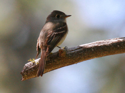 Dusky Flycatcher