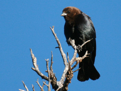 Brown-headed Cowbird