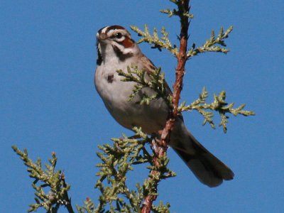 Lark Sparrow