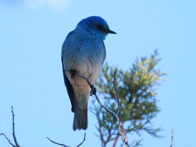 Mountain Bluebird