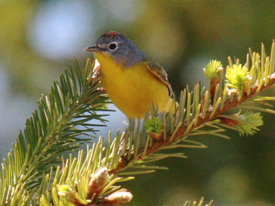 Nashville Warbler