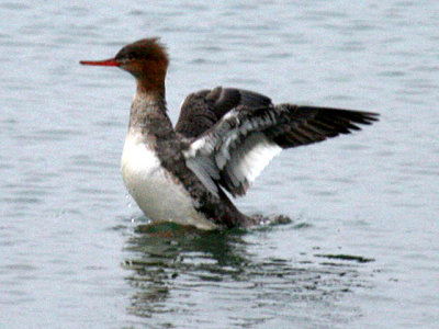 Red-breasted Merganser