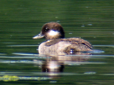 Bufflehead