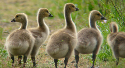 Canada Goose