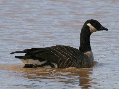 Cackling (Taverner's) Goose