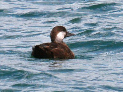 Black Scoter