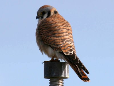 American Kestrel