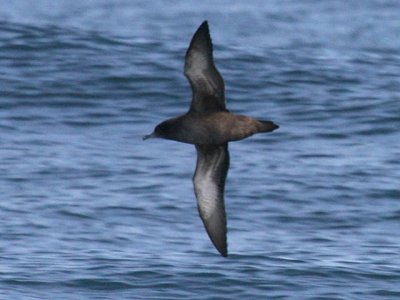 Sooty Shearwater