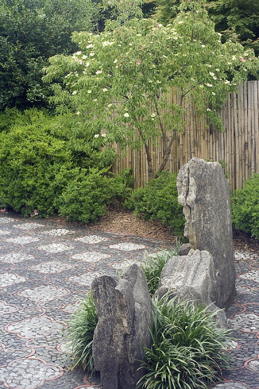 Chinese Garden Dog Rose.jpg