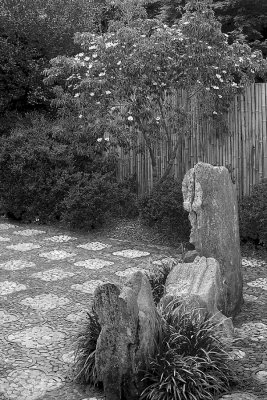 Chinese Garden Dog RoseBW.jpg