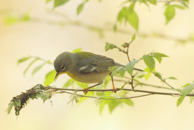 Parula_Northern f 1444C.jpg