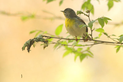 Parula_Northern f 1451C.jpg