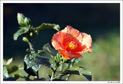 Tropical hibiscus