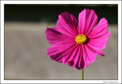 Cosmos bipinnatus