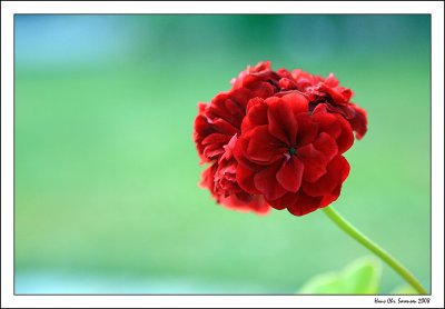 Pelargonie