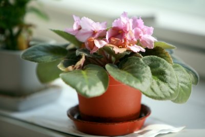 IMG_1712ES.jpg