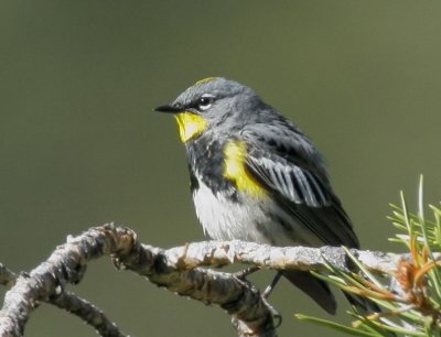 Yellow-rumped Warbler, Audubon's male