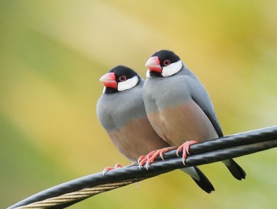 Java Sparrows