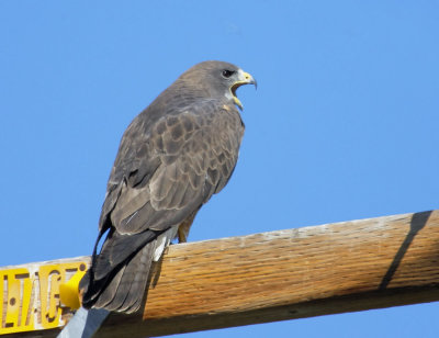 Swainson's Hawk