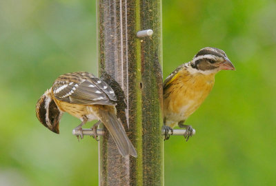 Black-headed Grosbeaks, female/juvenile