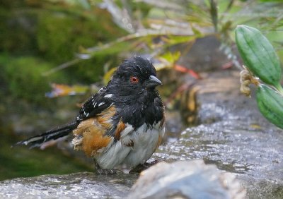 Spotted Towhee, male after bath